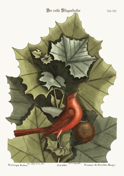 The Summer Red-Bird, 1749-73 by Mark Catesby
